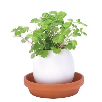 Eggling - L'oeuf plante Eggling - L'oeuf plante