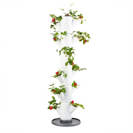 Arbre à Fraises Sissi pour Balcon et Terrasse