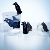 Pingouins refroidisseurs