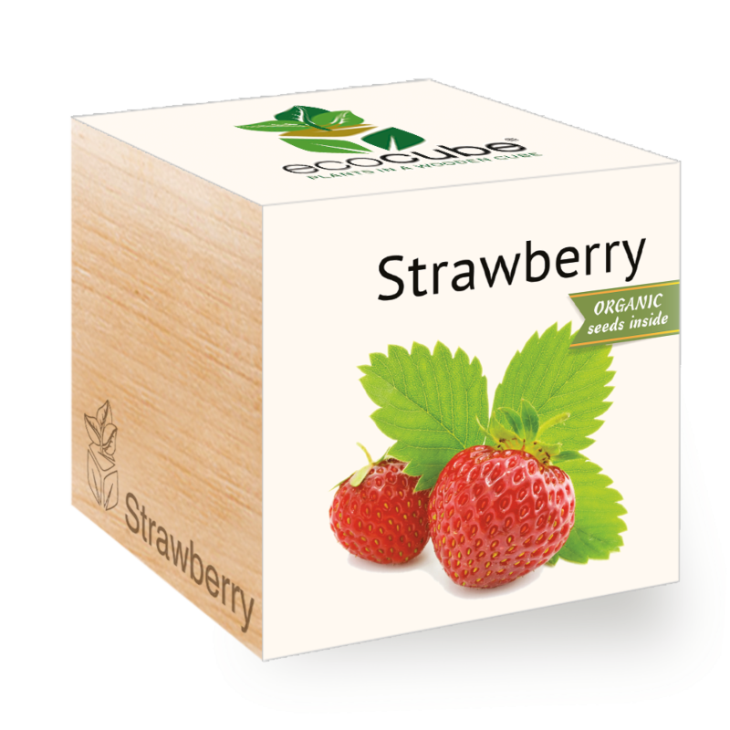 Fraise - Ecocube plantes dans cubes en bois