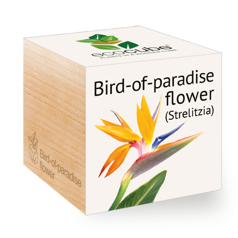 Oiseau de paradis - Ecocube plantes dans cubes en bois