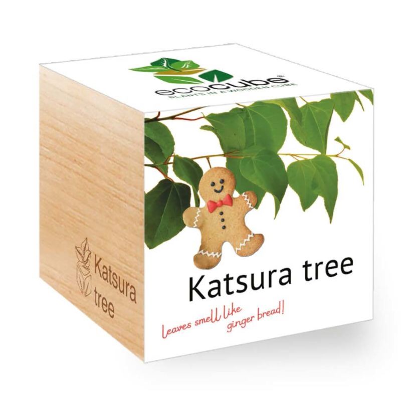 Arbre de pain d'épice (anglais) - Ecocube plantes dans cubes en bois