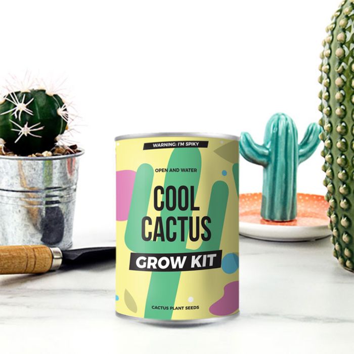 Cactus en Boite