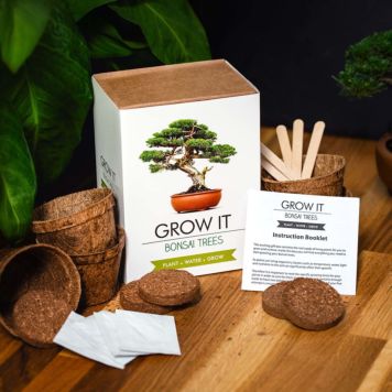 Kit Grow It - Arbre Bonsaï