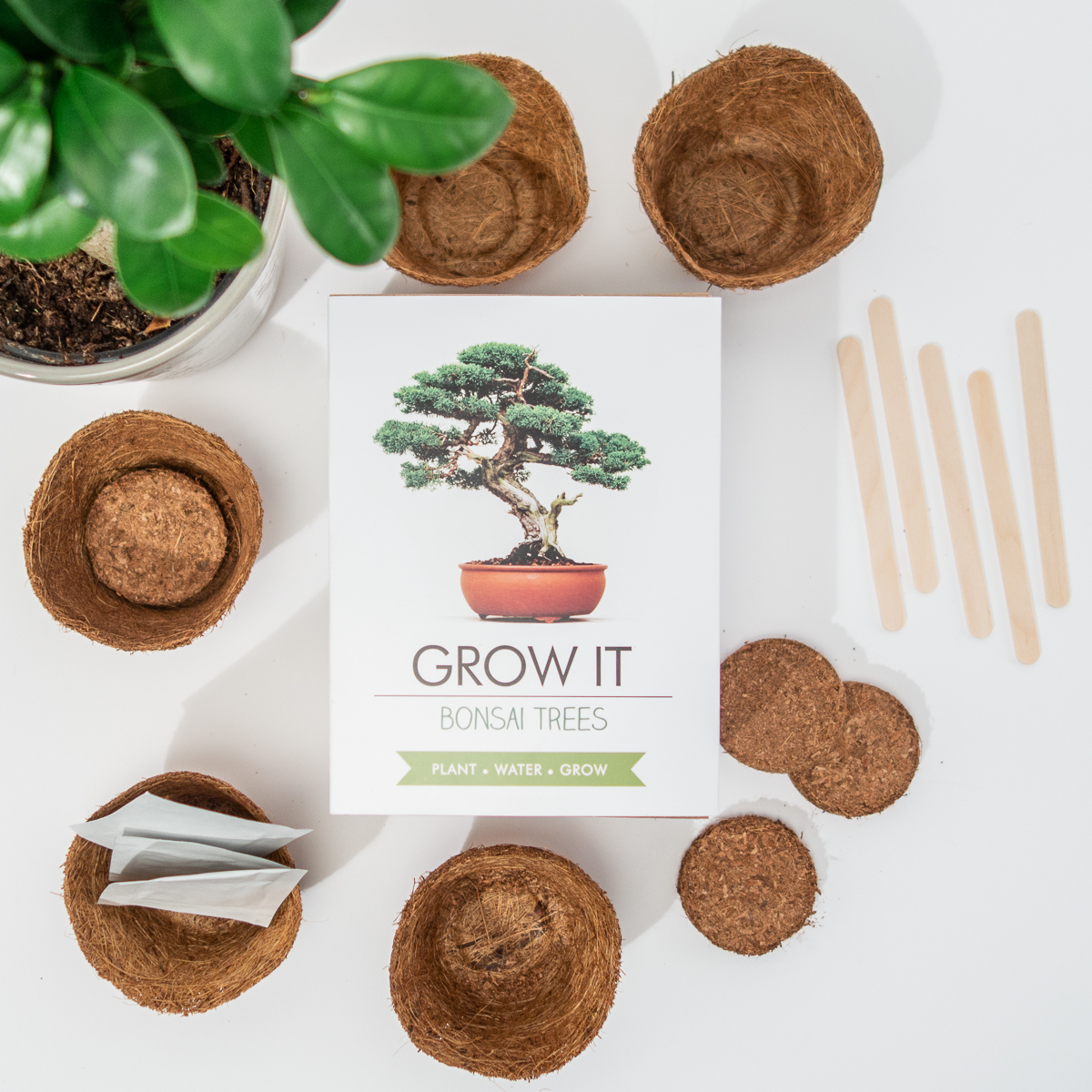 Kit Grow It - Arbre Bonsaï
